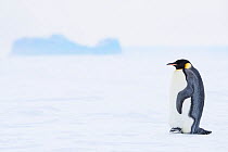 Emperor penguin (Aptenodytes forsteri) and habitat, Atka Bay, Queen Maud Land, Antarctica. October.