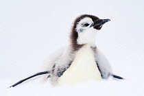 Emperor penguin (Aptenodytes forsteri) chick age 18-20 weeks, moulting, Atka Bay, Queen Maud Land, Antarctica. December.