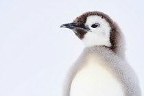 Emperor penguin (Aptenodytes forsteri) chick age 18-20 weeks, moulting, Atka Bay, Queen Maud Land, Antarctica. December.