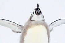 Emperor penguin (Aptenodytes forsteri) yawning, chick age 18-20 weeks, moulting, Atka Bay, Queen Maud Land, Antarctica. December.
