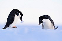 Adelie penguin (Pygoscelis adeliae) nesting pair, Atka Bay, Queen Maud Land, Antarctica, December.