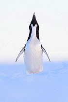 Adelie penguin (Pygoscelis adeliae) calling during courtship, Atka Bay, Queen Maud Land, Antarctica, December.