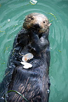 Sea Otter, Enhydra lutris, young male feeding, Elkhorn Slough, California, USA