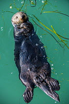 Sea Otter, (Enhydra lutris), young male, Elkhorn Slough, California, USA. January