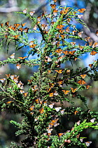 Monarch butterfly, (Danaus plexippus), migrating group resting in tree Pismo Beach, California, USA. January.