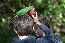 DO NOT UPLOAD Boys feeding Rose-ringed Parakeet (Psittacula krameri) London, England, UK, September.