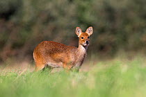 Chinese water deer (Hydropotes inermis) Norfolk, England, UK, September.