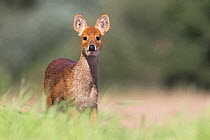 Chinese Water Deer (Hydropotes inermis) Norfolk UK September