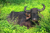 Common Myna (Acridotheres tristis) feeding on insects on Water buffalo (Bubalus bubalis) Sri Lanka.