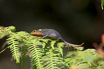 Black-lipped lizard (Calotes nigrilabris) on fern plant, Sri Lanka.