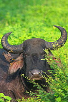 Common Myna (Acridotheres tristis) feeding on insects on Water buffalo (Bubalus bubalis) Sri Lanka.