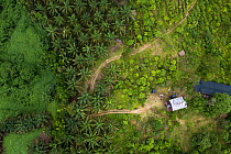 Aerial view of Oil palm (Elaeis guineensis) trees taken with drone. North Sumatra. September 2018.