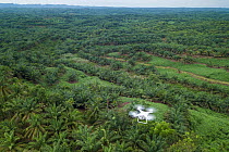 Aerial view of Oil palm (Elaeis guineensis) tree plantations taken with drone. North Sumatra. September 2018.