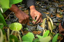 Handling rainforest plant seedlings grown in nursery to restore forest habitat to former palm oil plantations. Restoration work carried out by staff from the Orangutan Information Centre, North Sumatr...