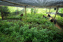 Rainforest plants grown in nursery to restore rainforest habitat to former palm oil plantations. Restoration work carried out by staff from the Orangutan Information Centre, North Sumatra. . September...