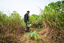 Rainforest restoration work by staff from the Orangutan Information Centre, North Sumatra. Oil palms are cleared from purchased land, often former illegal plantations, then plants grown from seed coll...