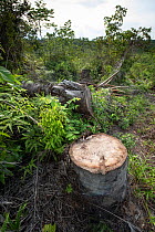 Cut stump of palm oil tree during restoration work carried out by staff from the Orangutan Information Centre, North Sumatra. The staff begin by clearing oil palms from purchased land, often former il...