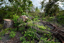 Cut stump of palm oil tree during restoration work carried out by staff from the Orangutan Information Centre, North Sumatra. The staff begin by clearing oil palms from purchased land, often former il...