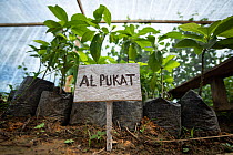 Rainforest plants grown in nursery to restore rainforest habitat to former palm oil plantations. Restoration work carried out by staff from the Orangutan Information Centre, North Sumatra. . September...