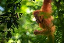 Sumatran orangutan male (Pongo abelii) juvenile Bukit Lawang, North Sumatra.