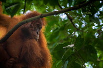 Sumatran orangutan male (Pongo abelii) juvenile, Bukit Lawang, North Sumatra.