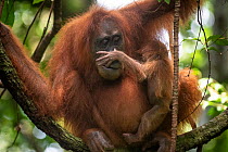 Sumatran orangutan (Pongo abelii) mother and baby, Bukit Lawang, North Sumatra.
