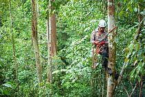 Tree climbing training for Human Orangutan Conflict Response Unit (HOCRU) team members in a forest in North Sumatra, April 2015.