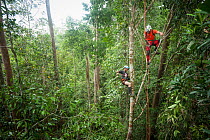 Tree climbing training for Human Orangutan Conflict Response Unit (HOCRU) team members in a forest in North Sumatra, April 2015