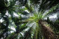 Oil palm (Elaeis guineensis) tree plantation, North Sumatra.