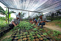Conservation workers growing rainforest plants to restore palm oil plantations to rainforest habitat. Restoration work carried out by staff from the Orangutan Information Centre, North Sumatra. Septem...
