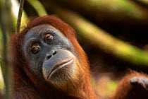 Sumatran orangutan (Pongo abelii) adult female, Bukit Lawang, North Sumatra. September.