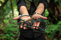 Snare held in human hands - rangers collect data and destroy snares in primary rainforest, in order to protect native wildlife such as elephants, rhinos, tigers and orangutans. September 2018.