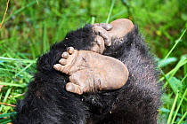 Mountain gorilla silverback (Gorilla beringei) hand and feet, member of the Nyakagezi group, Mgahinga National Park, Uganda, January.