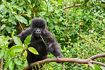 Mountain gorilla (Gorilla beringei) juvenile aged 2 years, in tree, feeding on vegetation, member of the Nyakagezi group, Mgahinga National Park, Uganda, January.