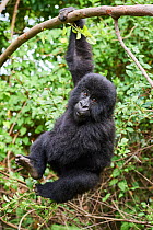 Mountain gorilla (Gorilla beringei) juvenile aged 2 years, hanging from branch, member of the Nyakagezi group, Mgahinga National Park, Uganda. January.