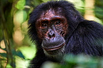 Chimpanzee male portrait (Pan troglodytes schweinfurthii) Kibale National Park, Uganda. January.