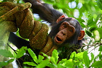Chimpanzee juvenile (Pan troglodytes schweinfurthii) in a tree. Kibale National Park, Uganda. January.