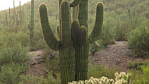 Rain storm in the Sonoran desert, with Saguaro cacti (Carnegiea gigantea), near Tucson, Arizona. 2018.
