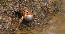 Male American toad (Anaxyrus americanus) displaying, showing vocal sacs expanding, Maryland, USA, April.