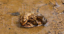 American toads (Anaxyrus americanus), several males competing to mate with female, Maryland, USA, April.