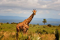 Rothschild's giraffe (Giraffa camelopardalis rothschildi) Uganda.