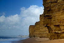 Wave cut notch at the base of a sea cliff, Burton Bradstock, Dorset, UK. The notch is eroded at beach level in cliffs of Jurassic, Bridport Sandstone. The notch will grow to a depth where the overlyin...