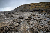 Wave-cut platform in Jurassic age, Liassic limestones (Blue Lias). Jointing and erosion patterns can be seen that have contributed to the break-up of the scattered boulders. Southerndown, South Glamor...