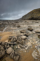 A wave-cut platform in Jurassic age, Liassic limestones (Blue Lias). Jointing and erosion patterns can be seen that have contributed to the break-up of the scattered boulders. Southerndown, South Glam...