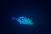Bluefin Trevally (Caranx melampygus) in deep water, Komandoo Island, Maldives.
