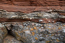 Conglomerate at the unconformity between the Carboniferous limestone below and the Triassic sandstone above at Sully, near Cardiff, South Glamorgan, Wales, UK. September.