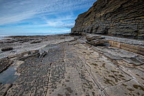 An exposed bedding plane of Blue Lias, Jurassic age, Limestone and shale, showing rectilinear jointing patterns. Southerndown, South Glamorgan Heritage Coast, Wales, UK. September 2017.