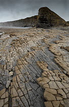 Bedding planes and joint network in Jurassic age Blue Lias limestone and shale exposed at low tide at Nash Point, South Glamorgan Heritage Coast, Wales, September 2017.