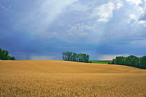Field of ripe wheat, Surfontaine, Picardy, France, July.