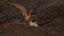 Juvenile Western gulls (Larus occidentalis) attacking an Elegant tern (Thalasseus elegans) with a broken wing, Southern California, USA, April.
